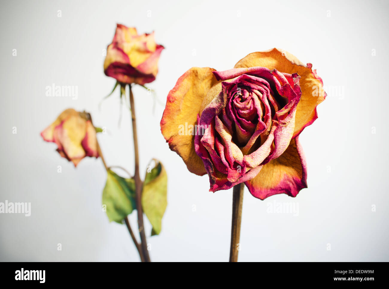 Three withered roses on a white background with vignetting Stock Photo ...