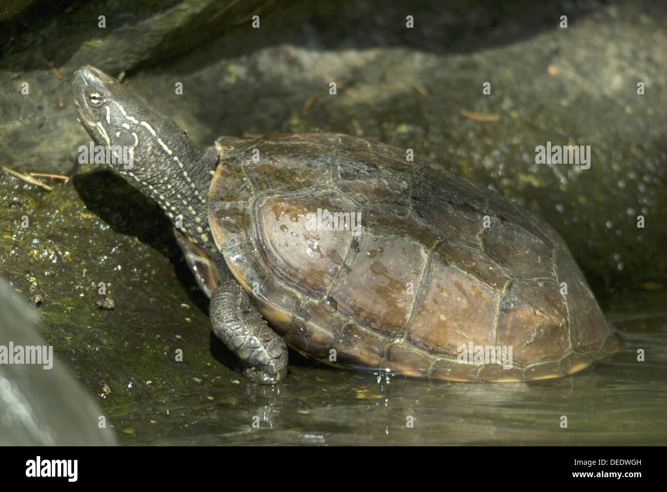 Chinese pond turtle, Chinemys reevesii Stock Photo