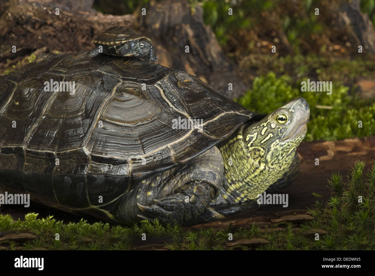Chinese pond turtle, Chinemys reevesii Stock Photo