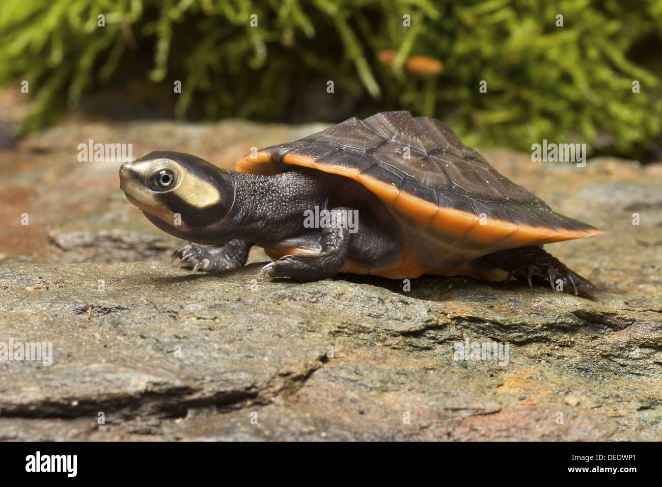 Red-bellied short-necked turtle, Emydura subglobosa Stock Photo
