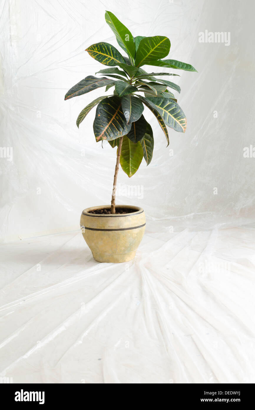 green home plant stays on new floor covered by thin plastic film after renovation works Stock Photo
