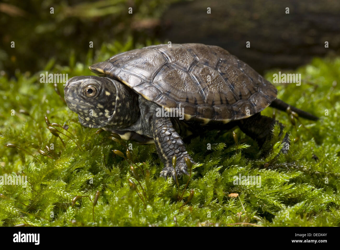 European pond turtle, Emys orbicularis Stock Photo - Alamy