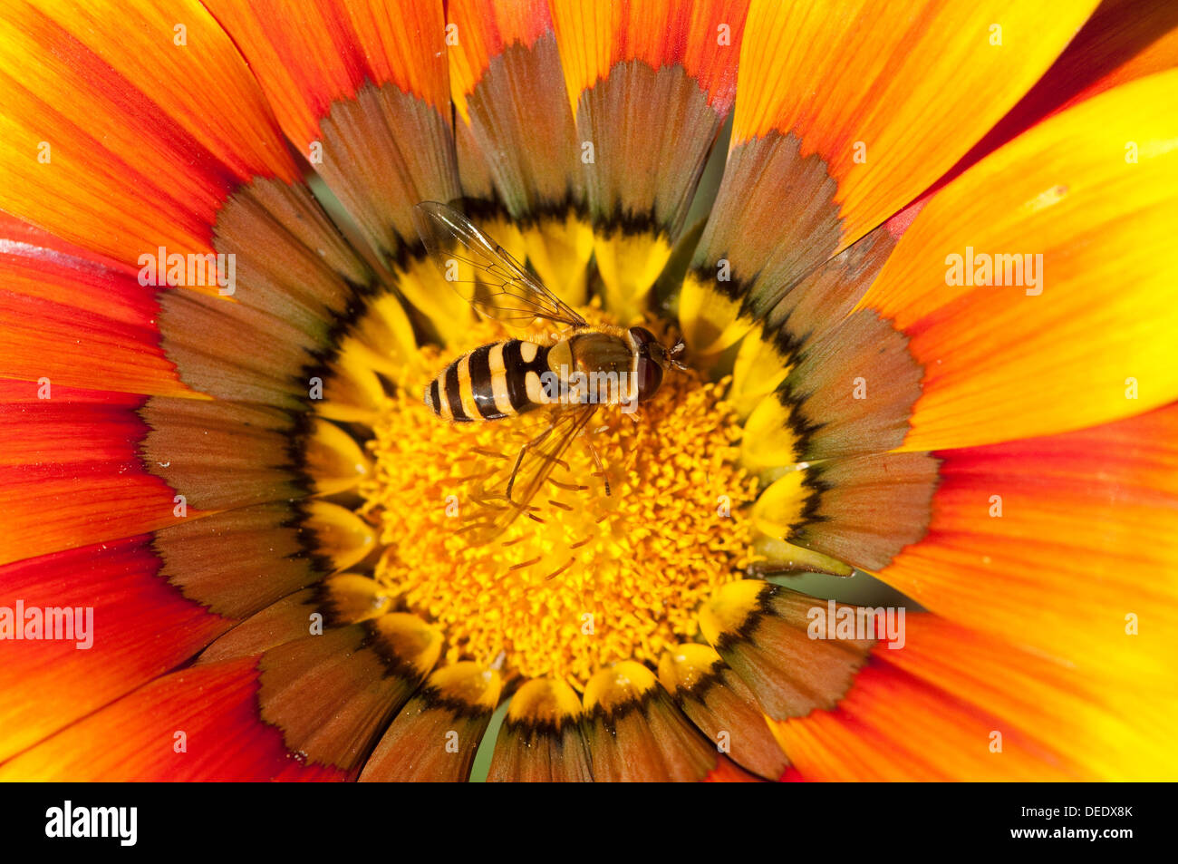 Hoverfly on Gazania Flower Stock Photo