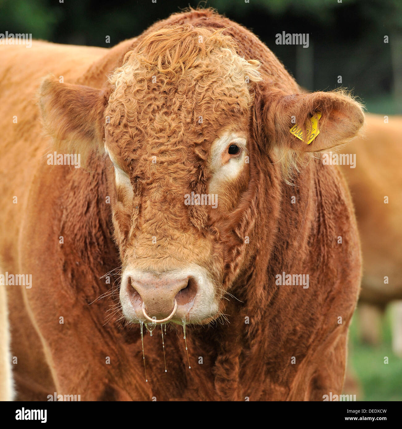 Bull breeding farm hi-res stock photography and images - Page 5 - Alamy