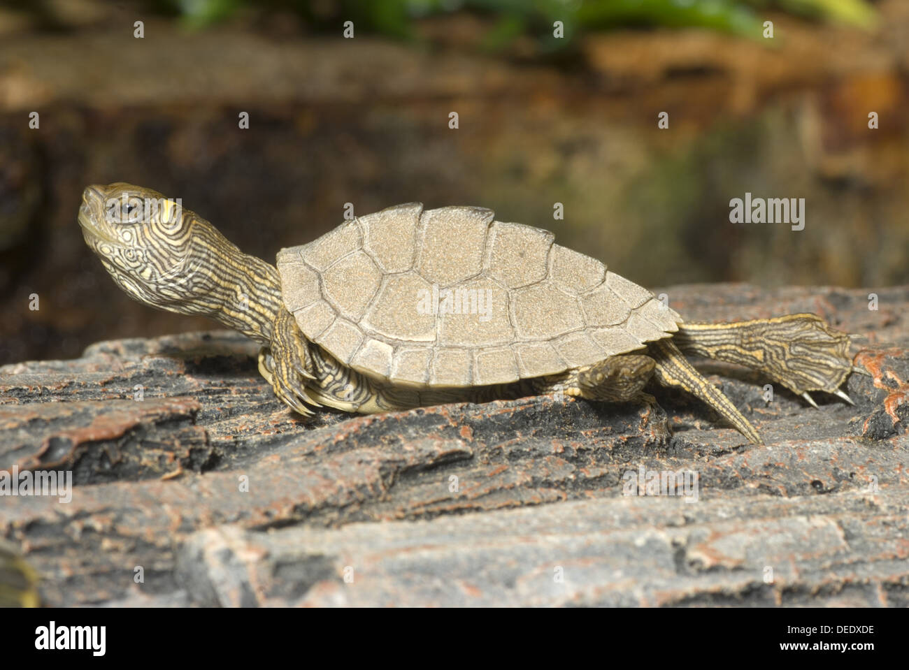 Missouri Map Turtle, Graptemys pseudogeographica pseudogeographica Stock Photo
