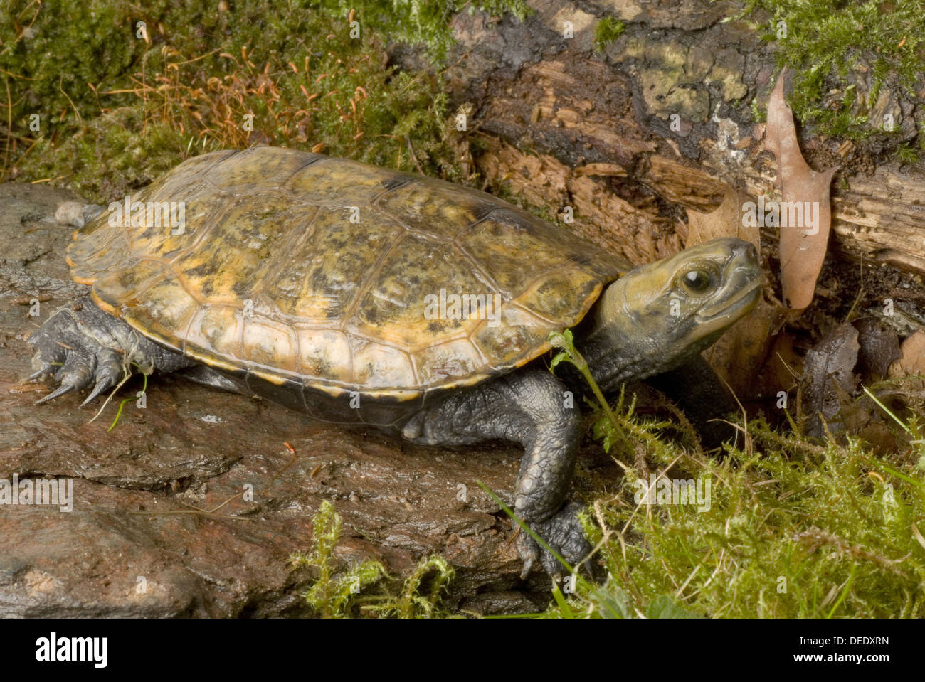 Japanese pond turtle, Mauremys japonica / Japanische Sumpfschildkröte, Mauremys japonica Stock Photo