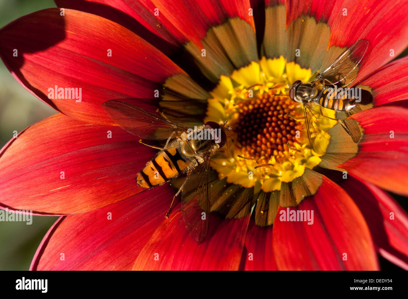 Two Hoverflies on Gazania Flower Stock Photo