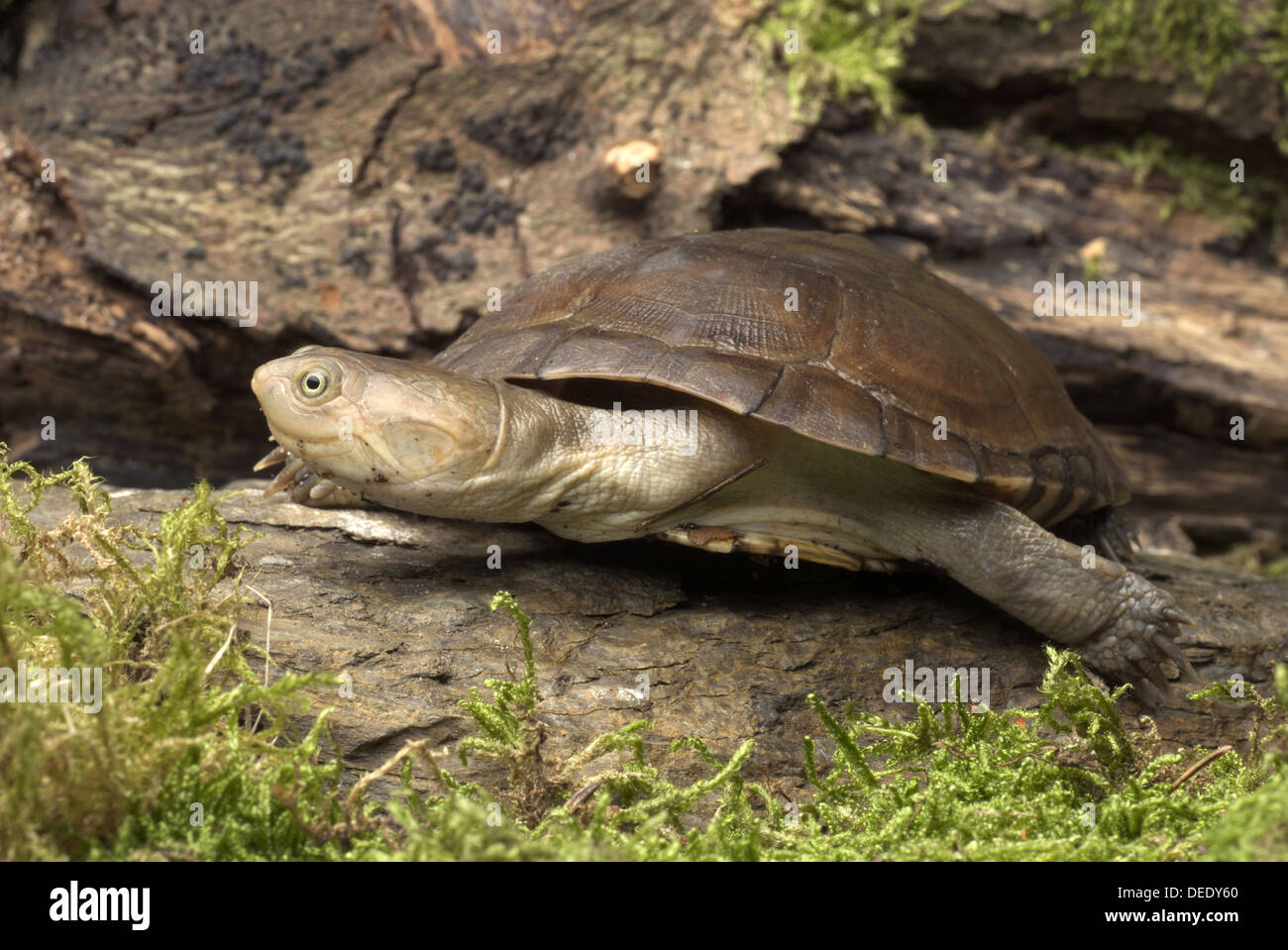 African helmeted turtle, Pelomedusa subrufa Stock Photo
