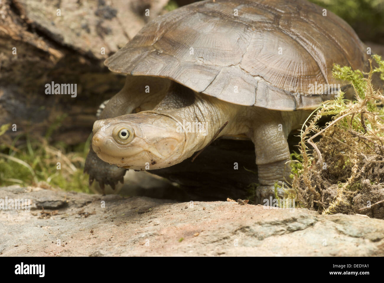 African helmeted turtle, Pelomedusa subrufa Stock Photo