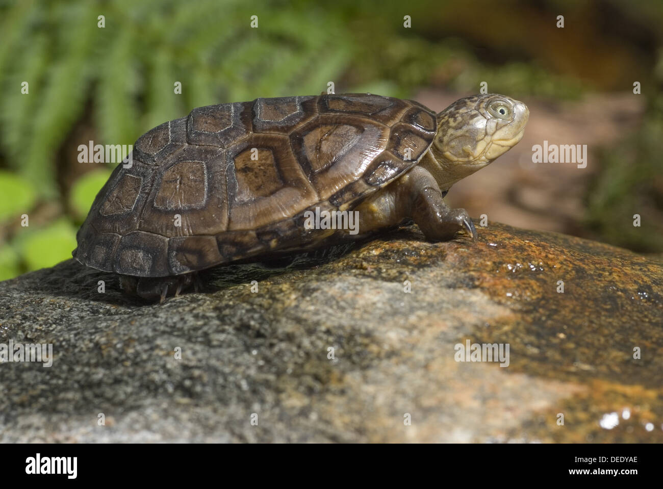 African helmeted turtle, Pelomedusa subrufa Stock Photo