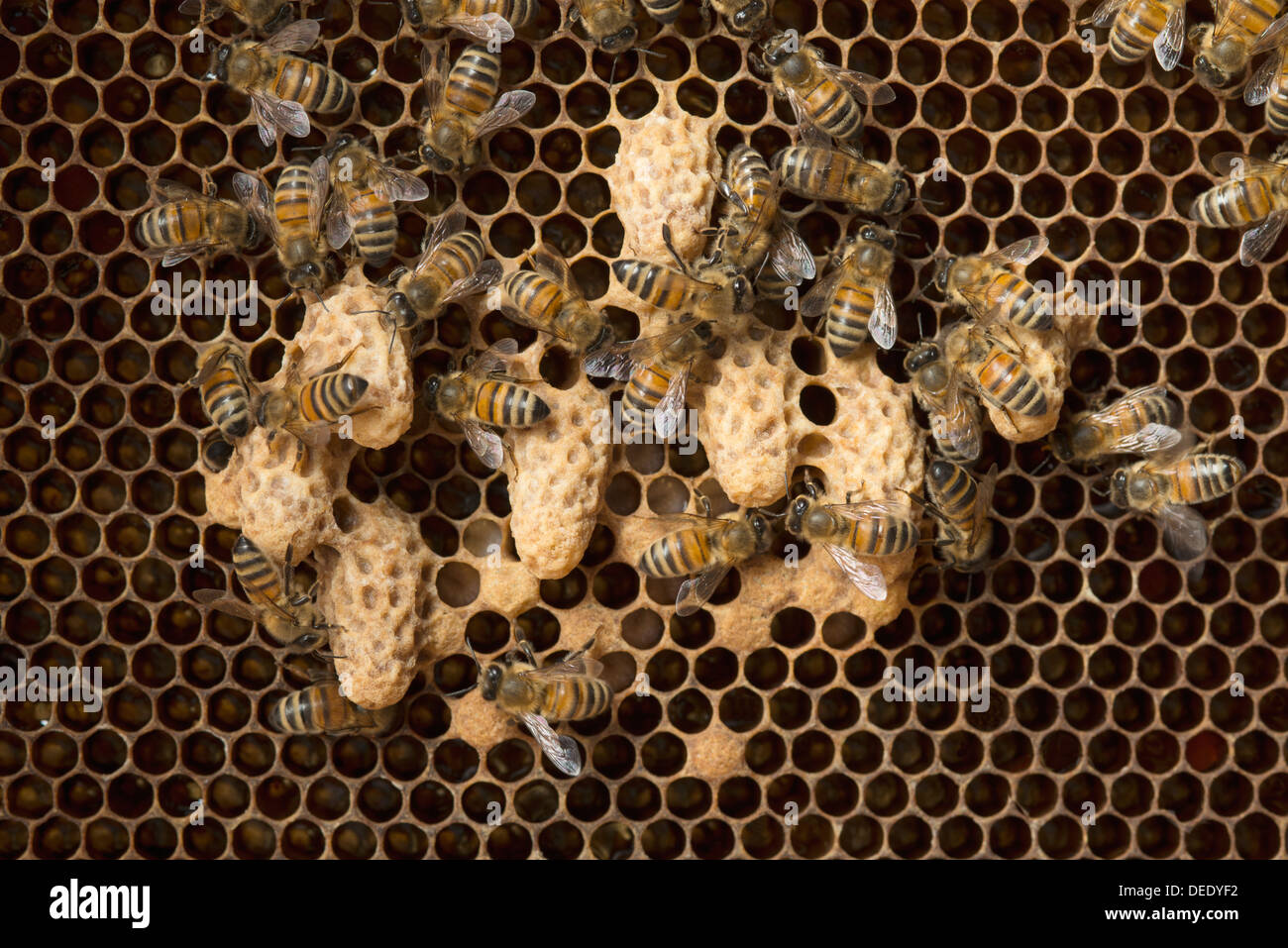 Honey bee queen cells on a honey comb Stock Photo
