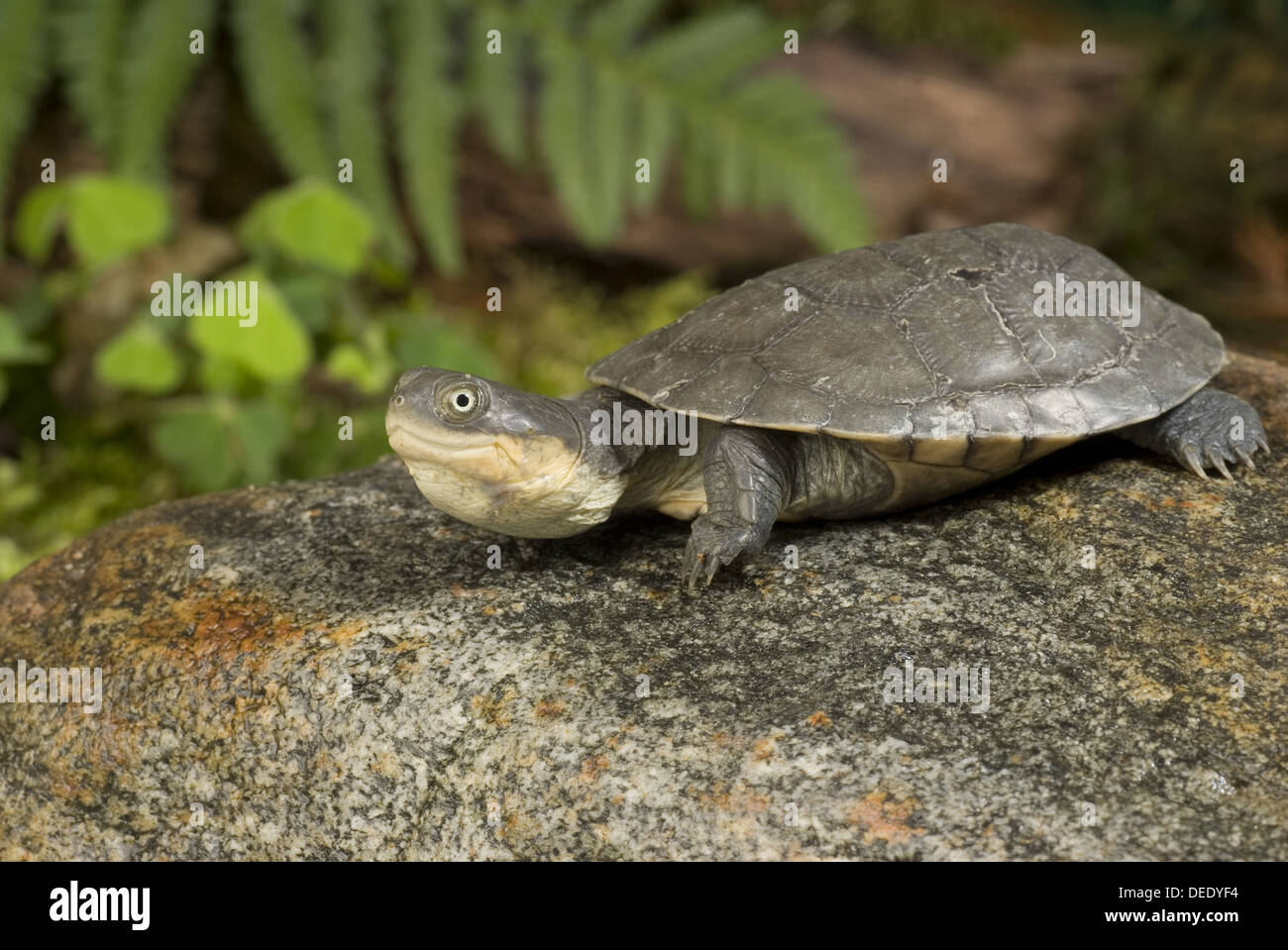 West African Mud Turtle, Pelusios castaneus Stock Photo