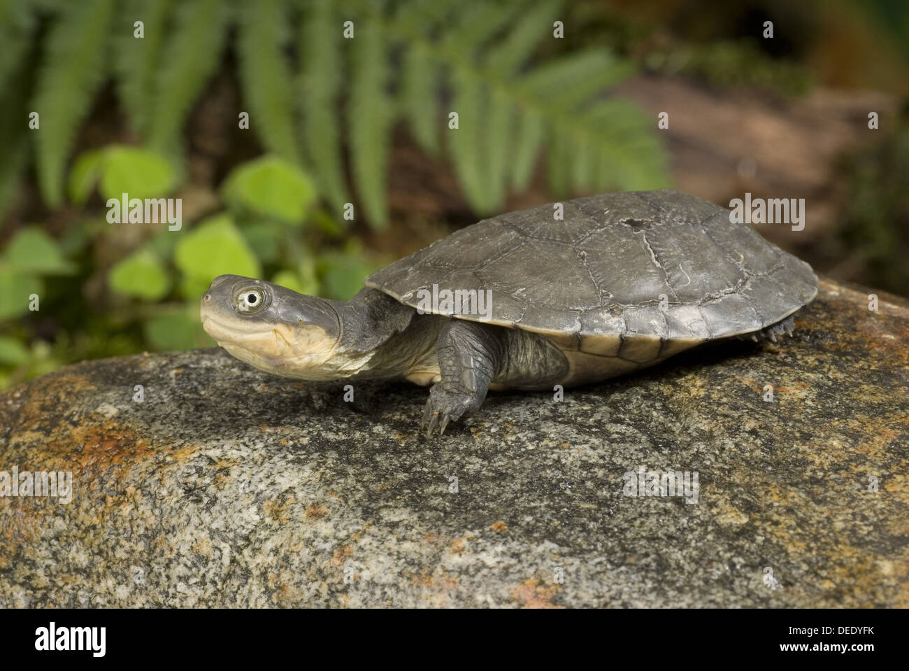 West African Mud Turtle, Pelusios castaneus Stock Photo