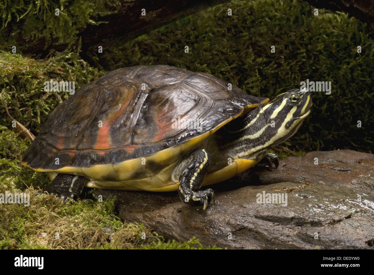 Florida Red-bellied Cooter, Pseudemys nelsoni Stock Photo