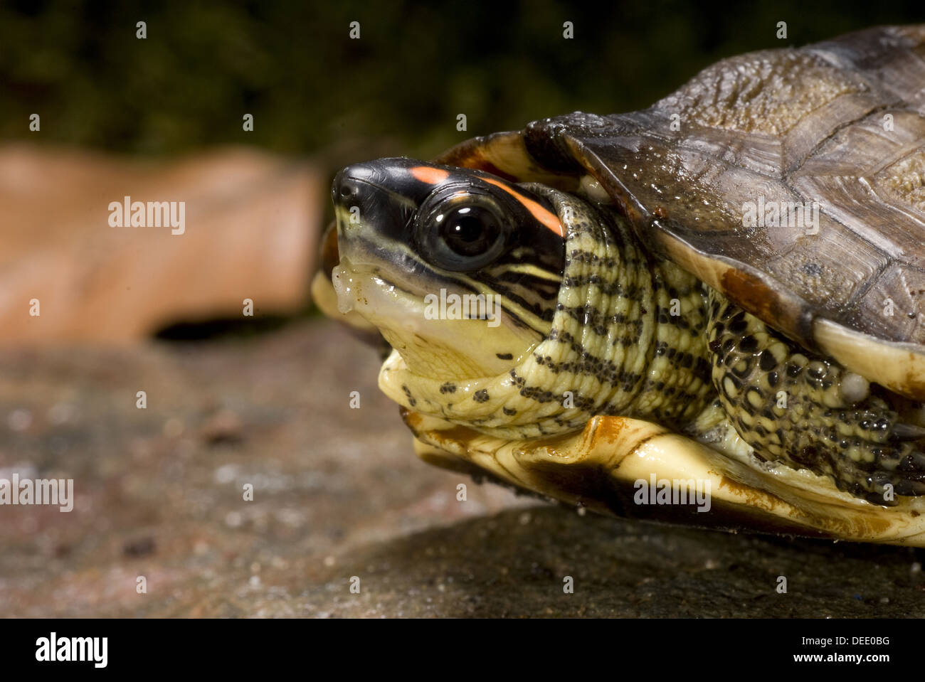 Spot-legged turtle, Rhinoclemmys punctularia Stock Photo