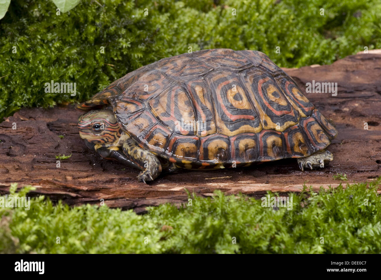 Ornate wood turtle, Rhinoclemmys pulcherrima manni Stock Photo