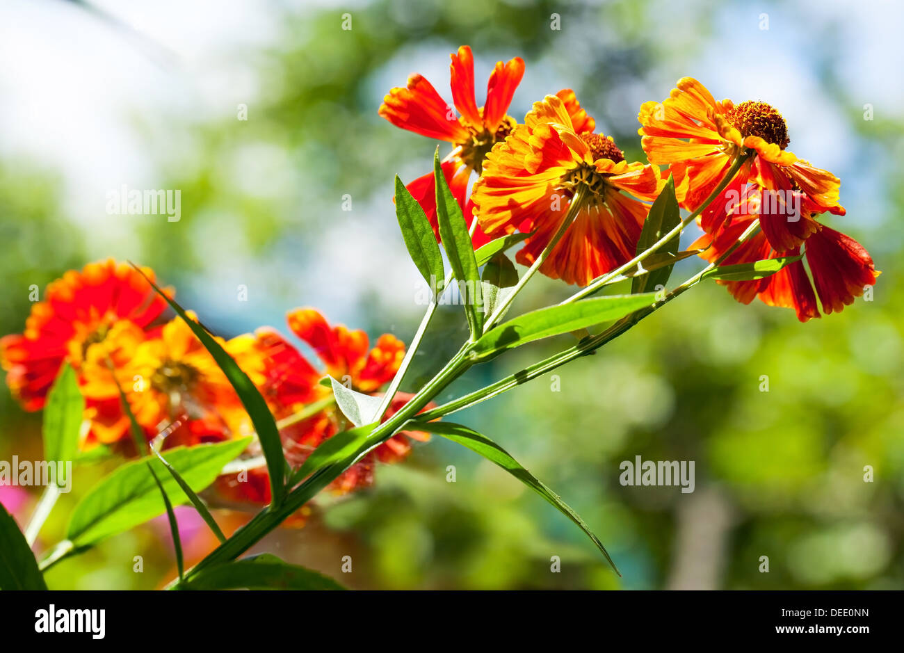 Bright red and orange Helenium flowers macro photo Stock Photo