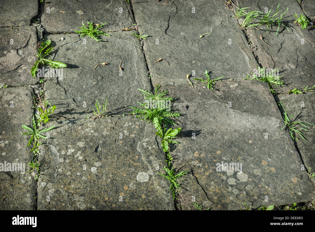 Weeds growing through an old stone path Stock Photo Alamy