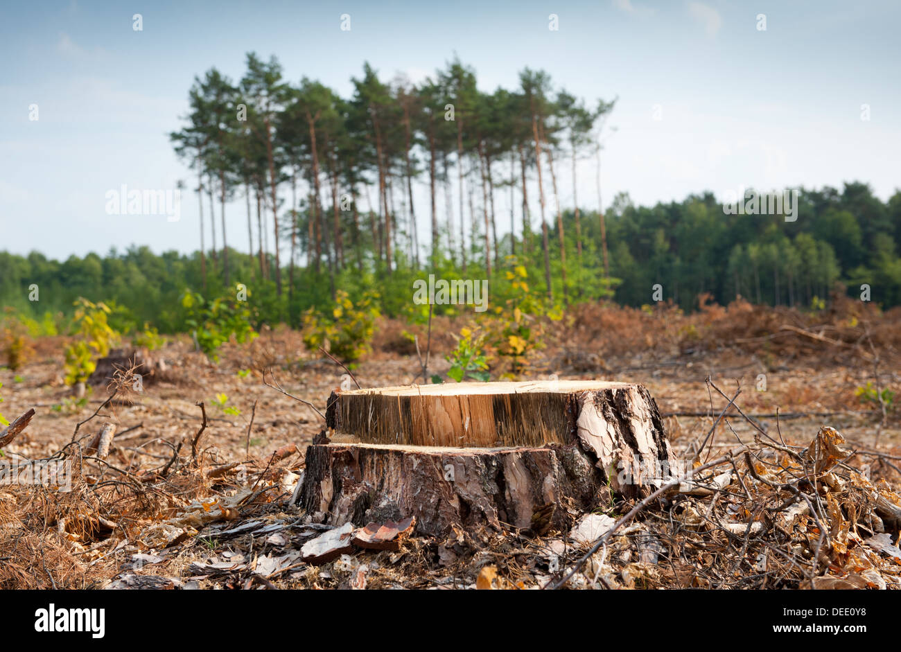 Woods logging and stump of deforestation hack Stock Photo