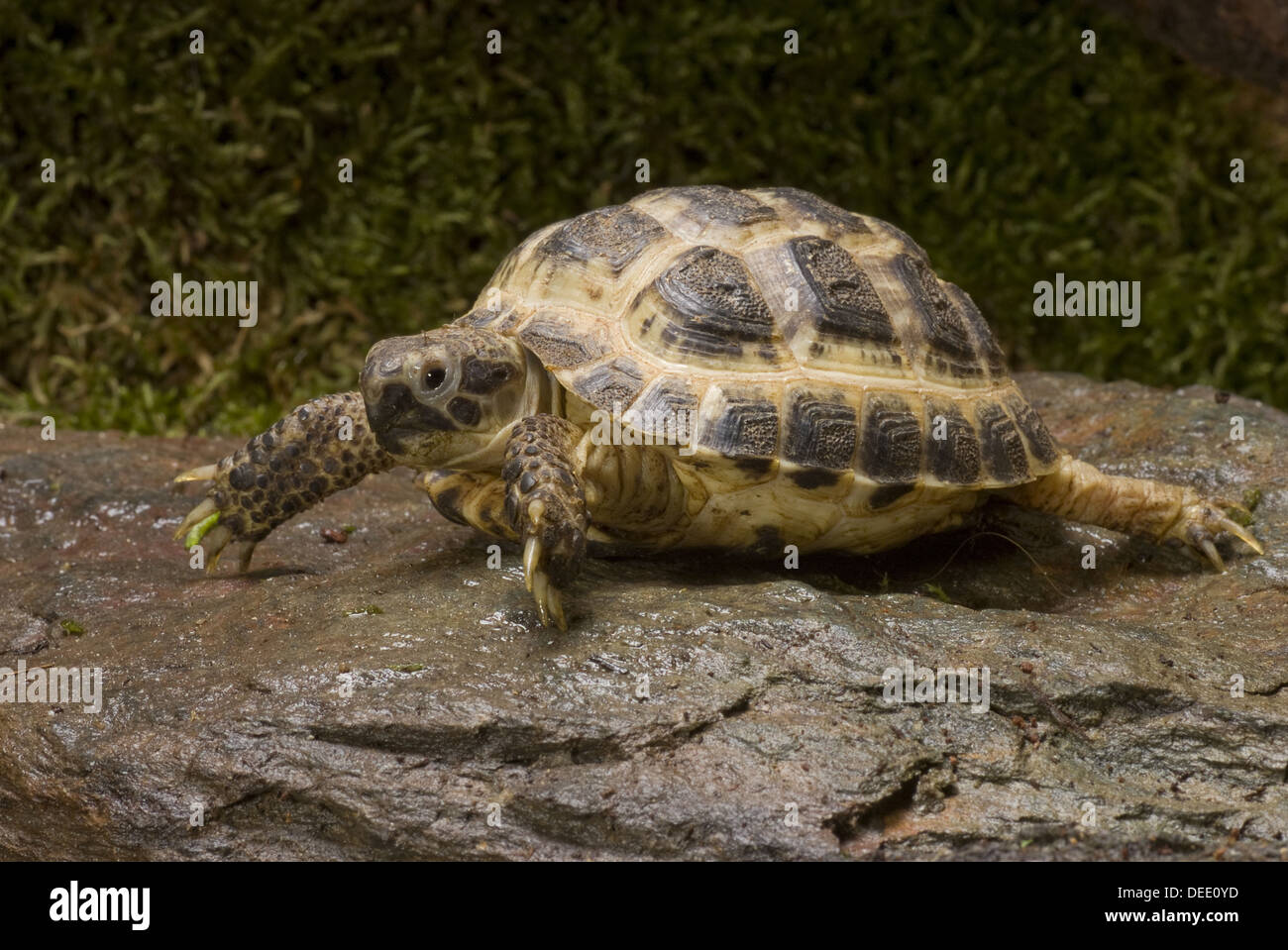 Russian tortoise, Testudo horsfieldi Stock Photo