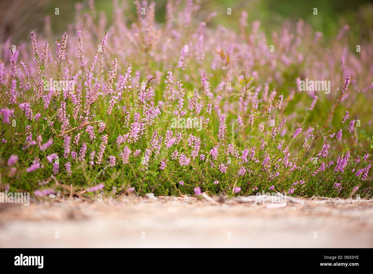Bunches of pink heather flowering in forest Stock Photo