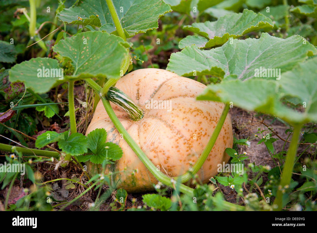 Single large pumpkin grow in ground Stock Photo