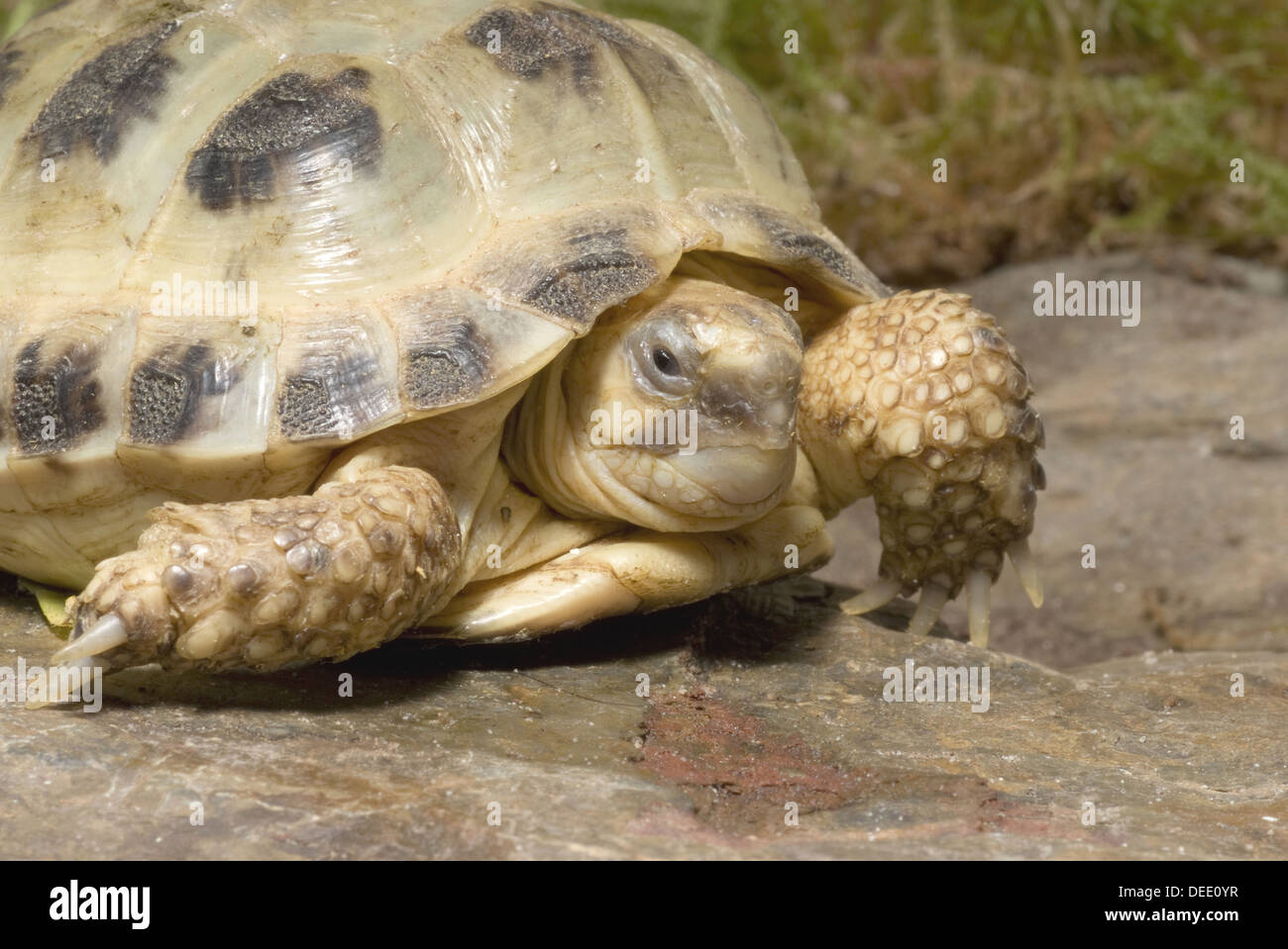 Russian tortoise, Testudo horsfieldi Stock Photo