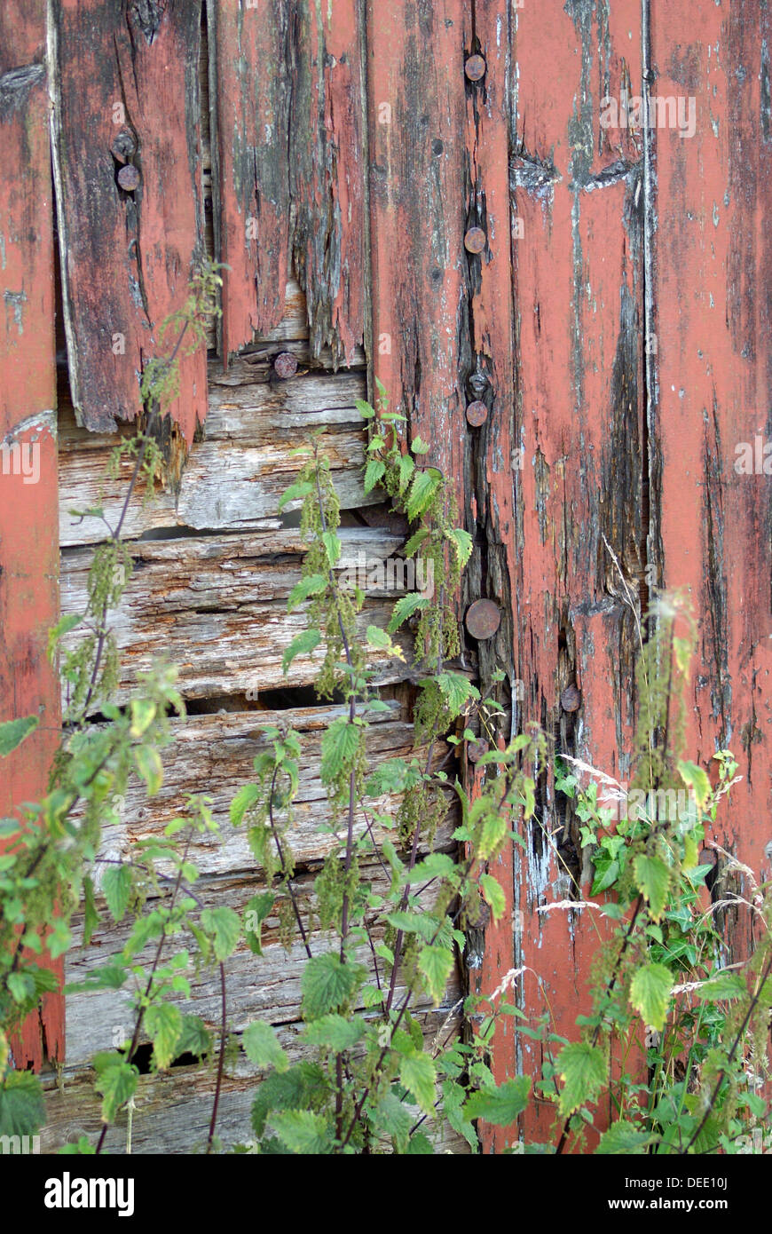 Old railway carriage decaying and overgrown Stock Photo