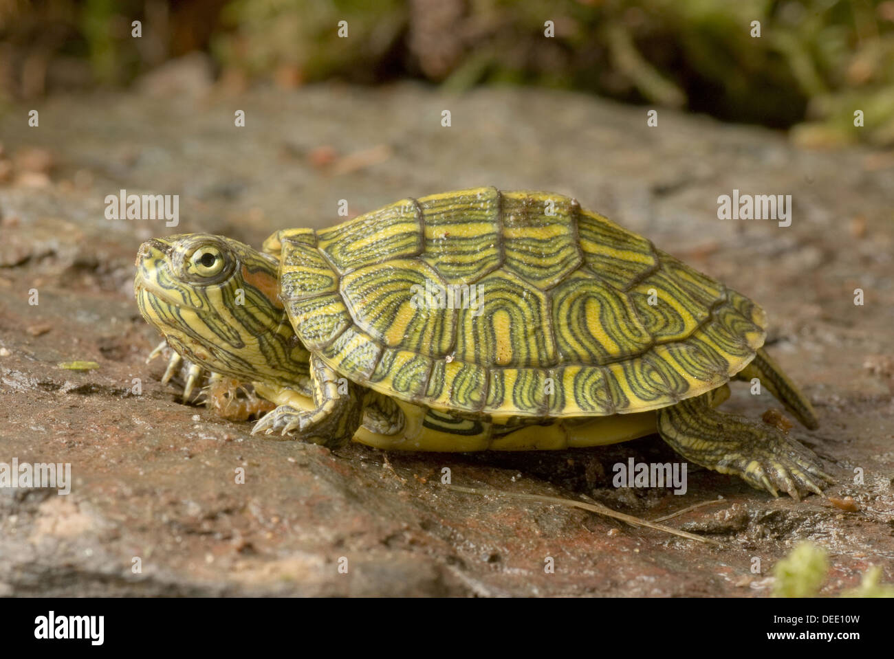 Red-eared Slider, Trachemys scripta elegans "southern texas form" Stock Photo