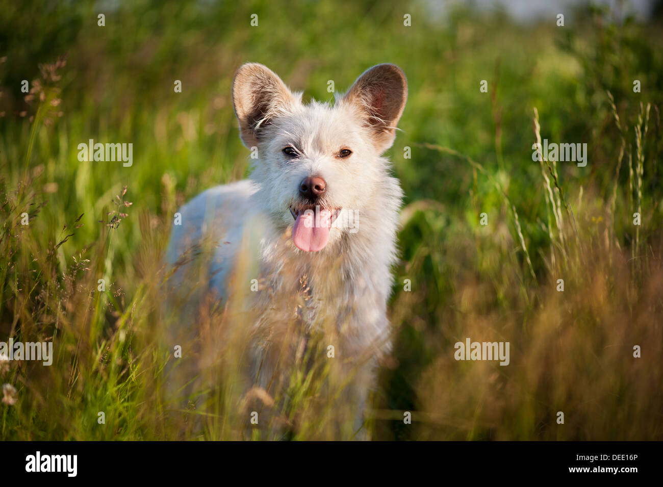 Single white stray tyke dog in meadow Stock Photo