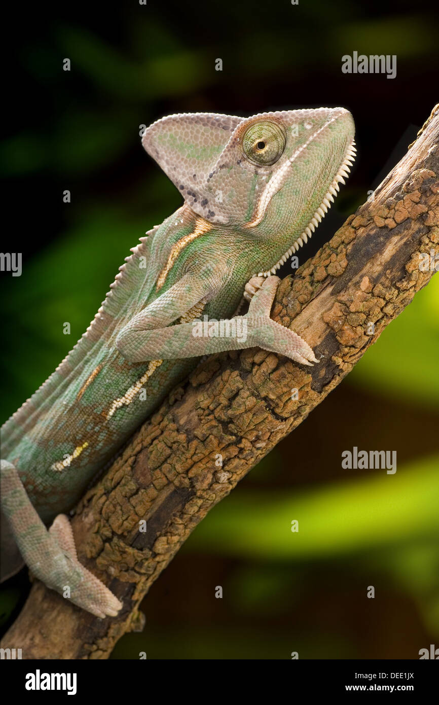 Veiled Chameleon, Chamaeleo calyptratus Stock Photo