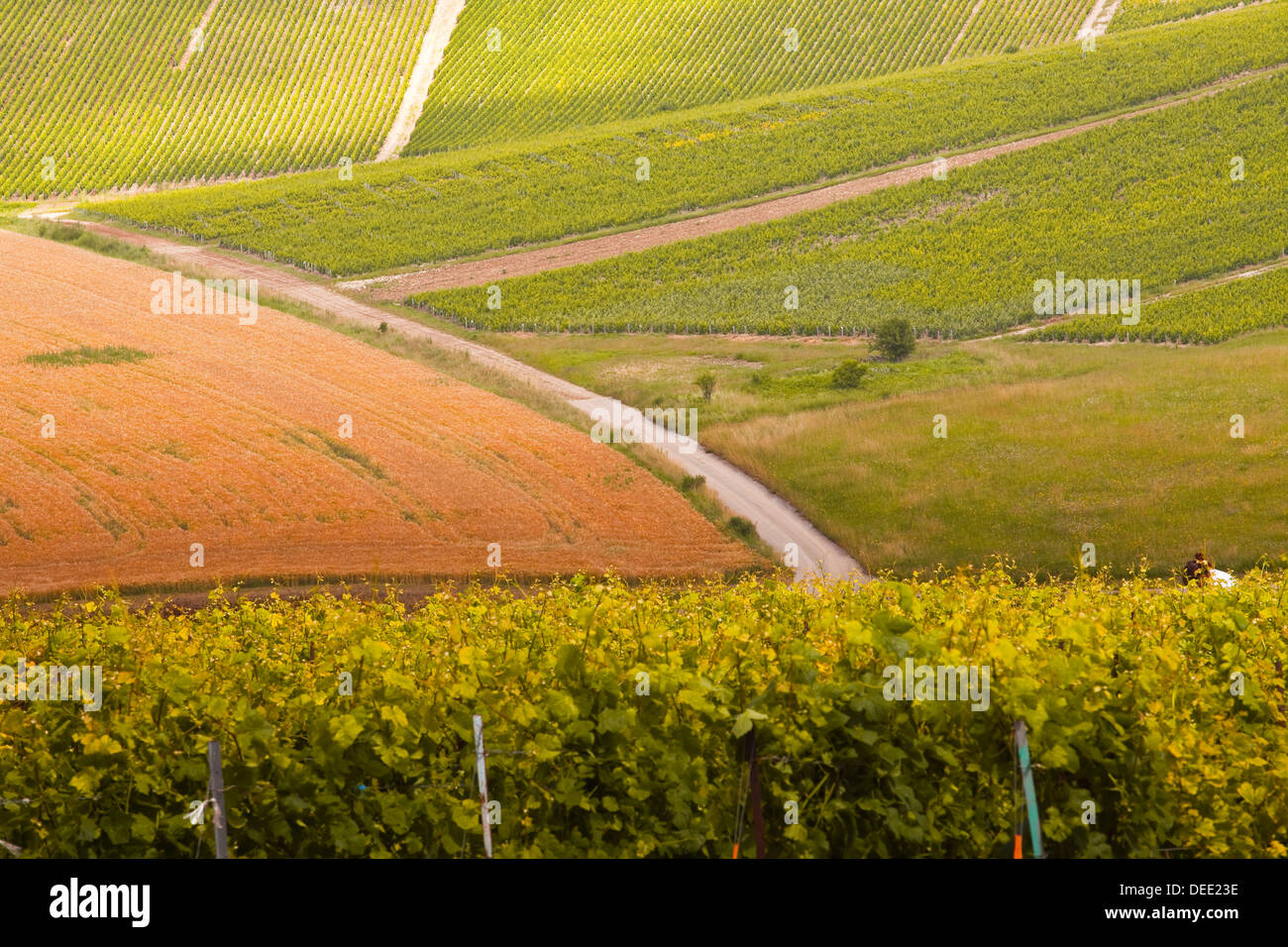 Champagne vineyards in the Cote des Bar area of Aube, Champagne-Ardennes, France, Europe Stock Photo