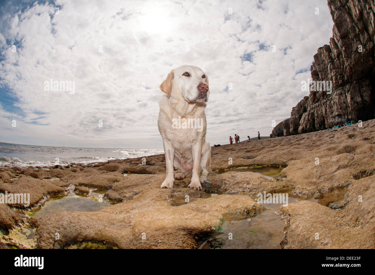 Golden Labrador dog sitting on the rocks by the sea Stock Photo