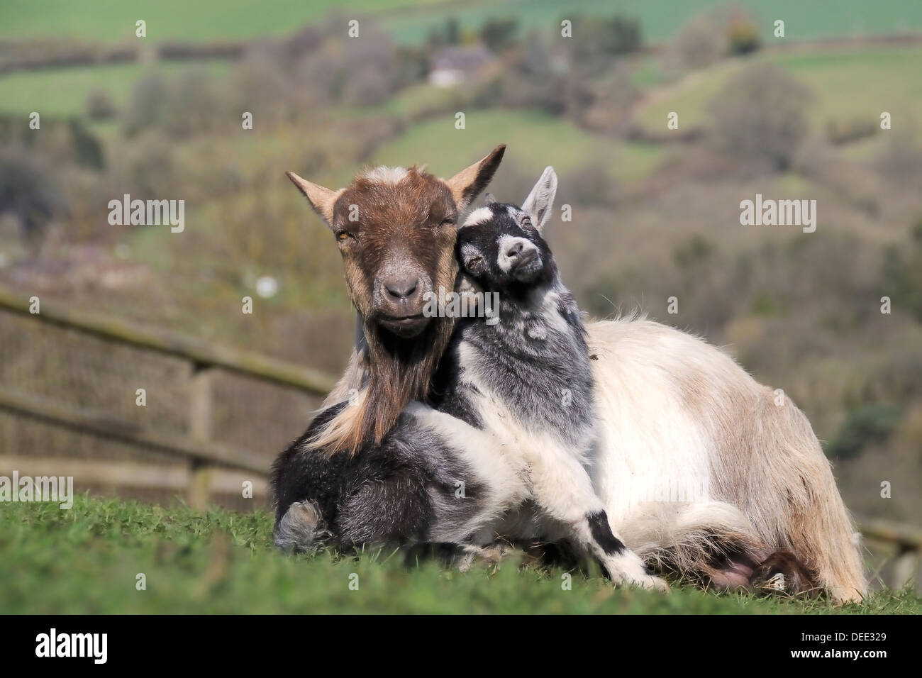 Pygmy goat kid (Capra hircus) leaning against its mother as she sits and chews the cud, Wiltshire, England, United Kingdom Stock Photo