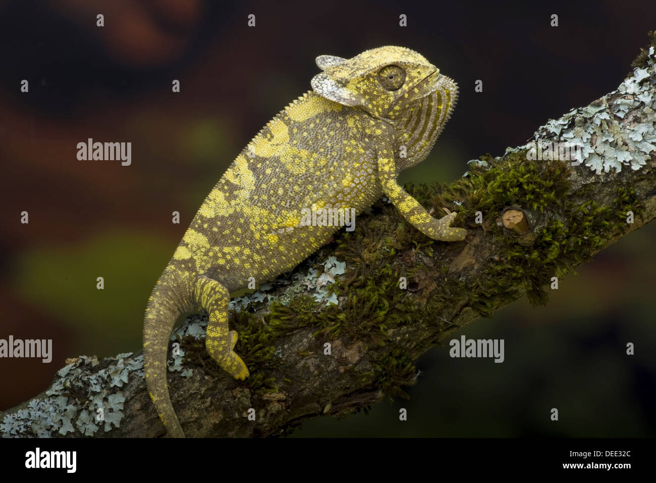 Flap-necked chameleon, Chamaeleo dilepis Stock Photo