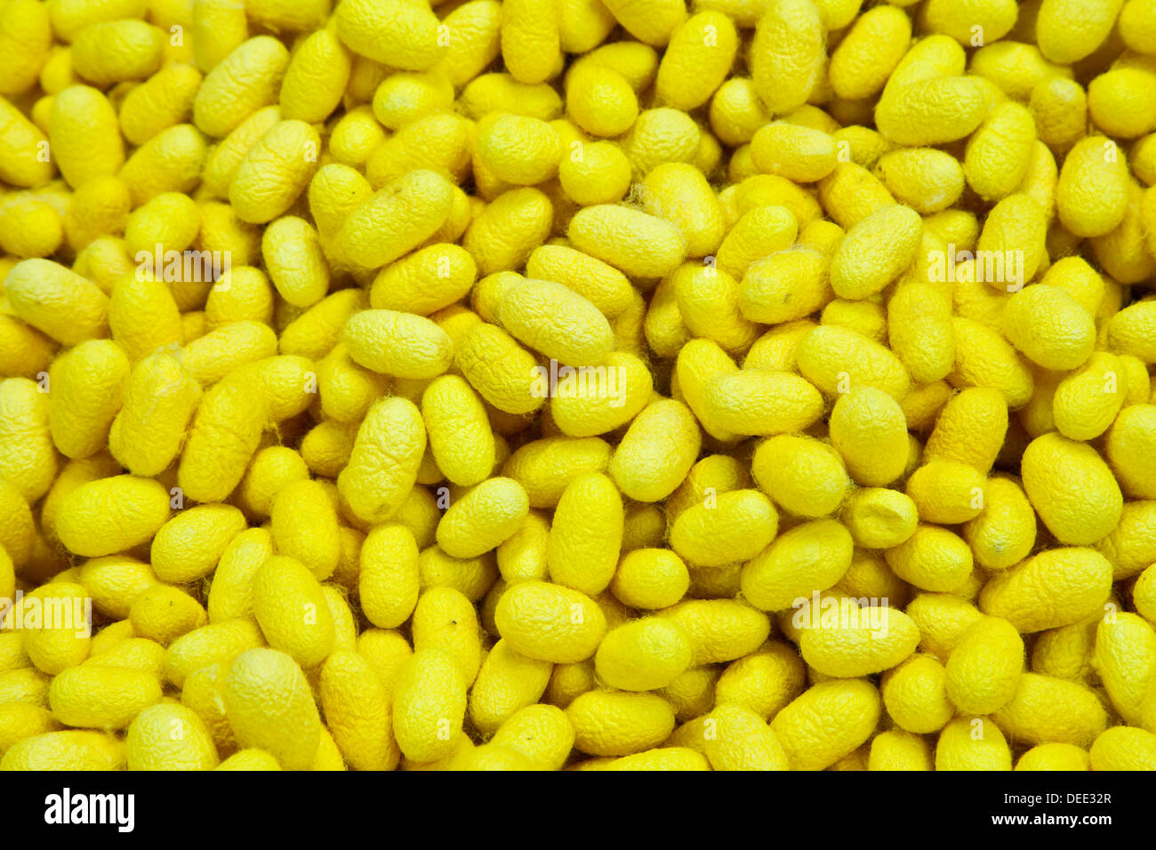 Cocoon in the silk industry Thailand Stock Photo