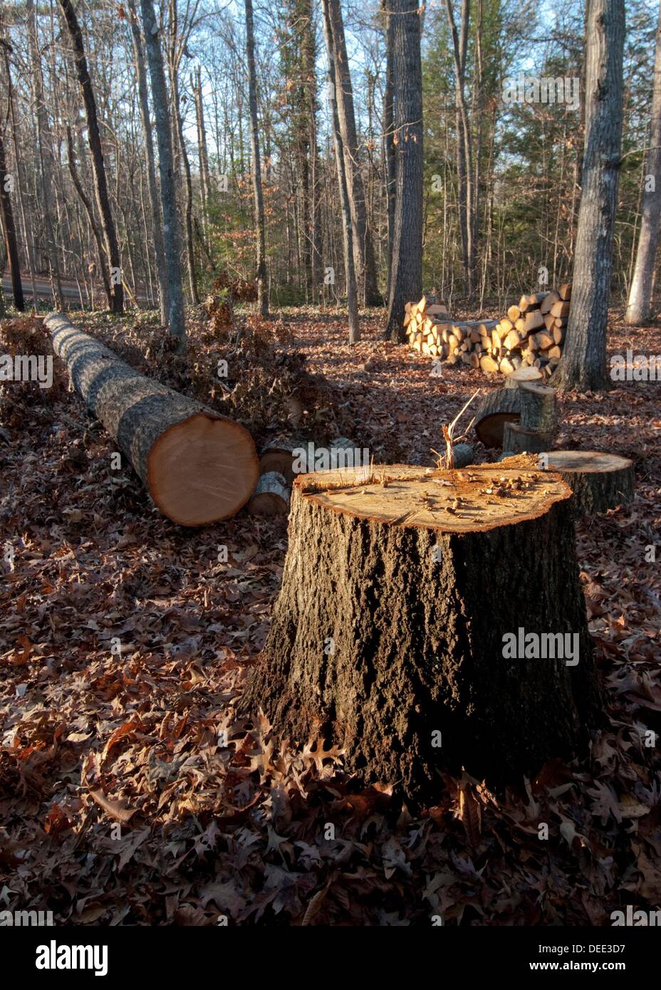 Oak Tree, Cut Stock Photo Alamy