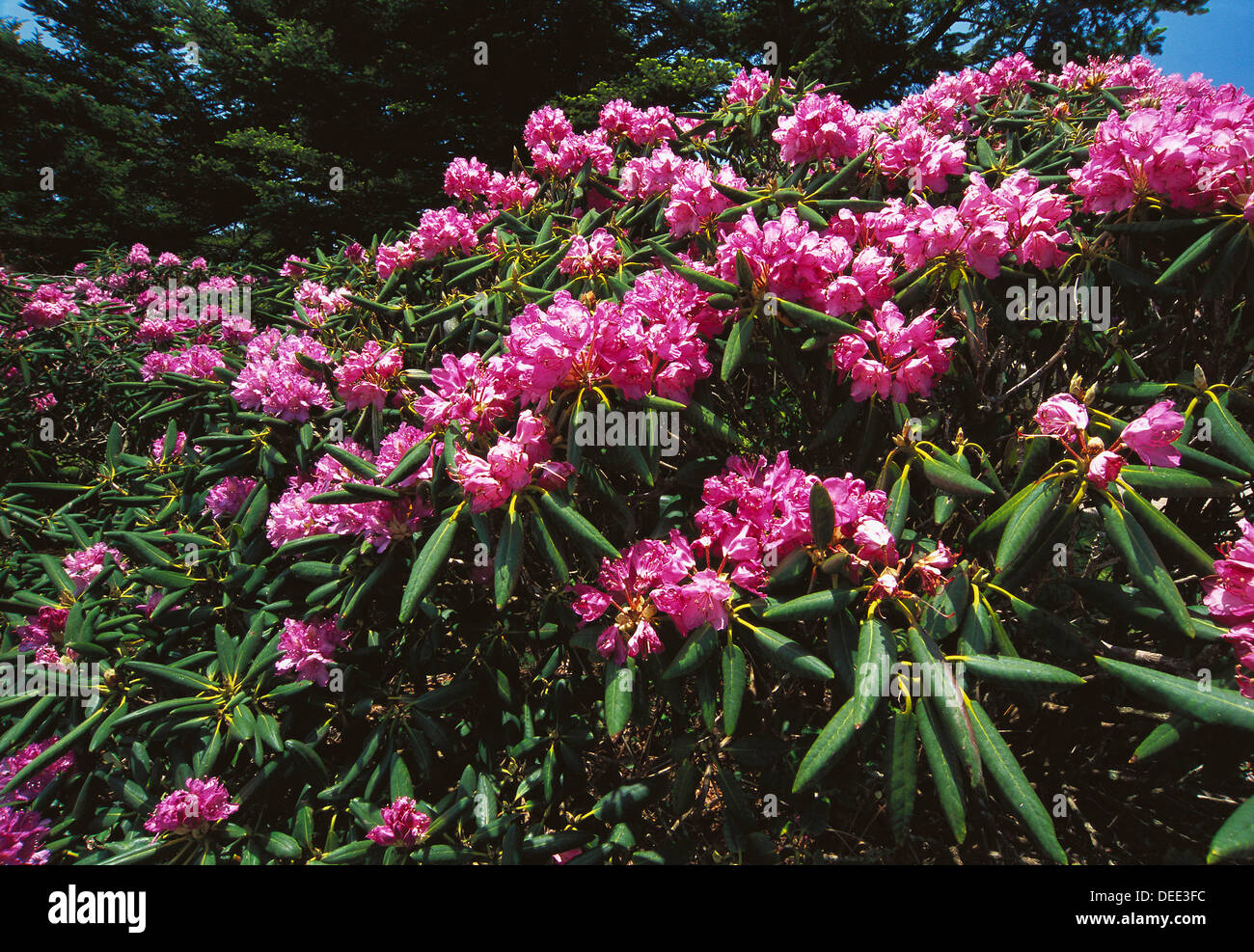 Rhododendron (Rhododendron sp.). Pisgah National Forest. North Carolina