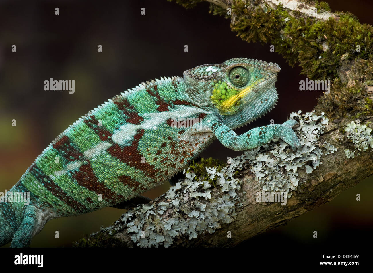 Panther chameleon, Furcifer pardalis Stock Photo