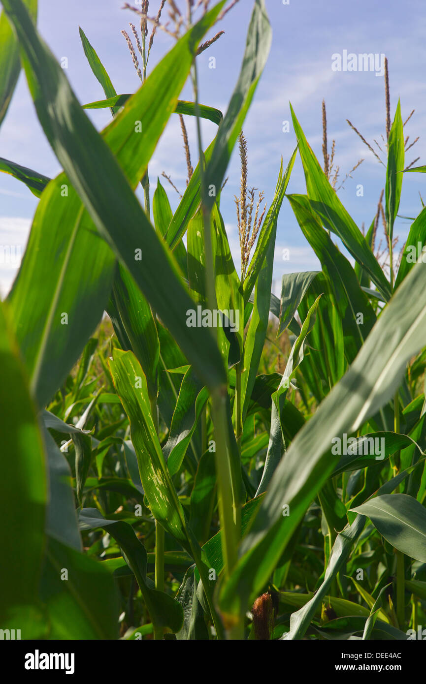 Maize growing, UK Stock Photo