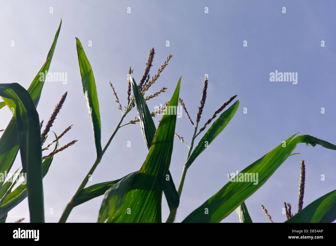Maize growing, UK Stock Photo Alamy