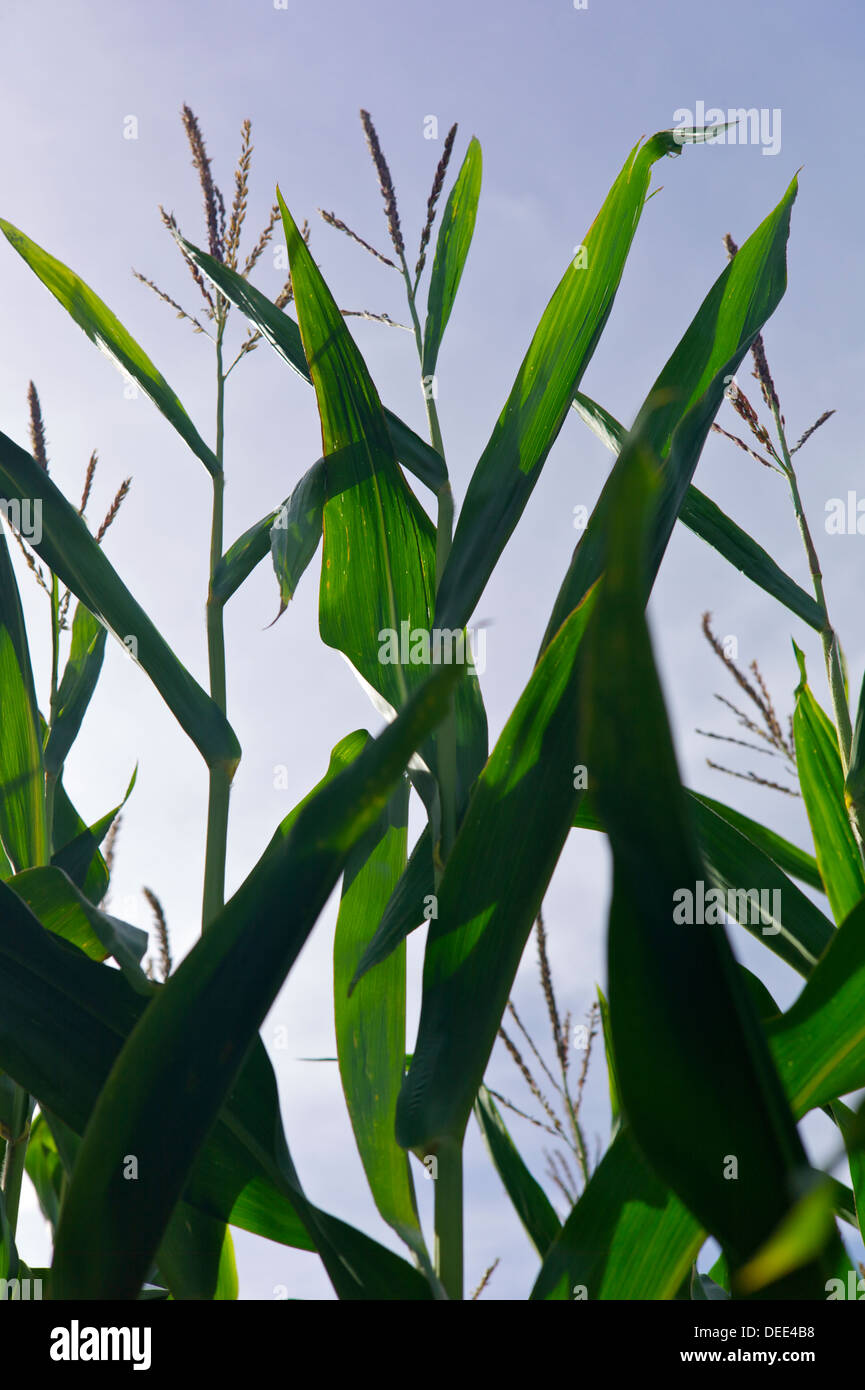 Maize growing, UK Stock Photo Alamy