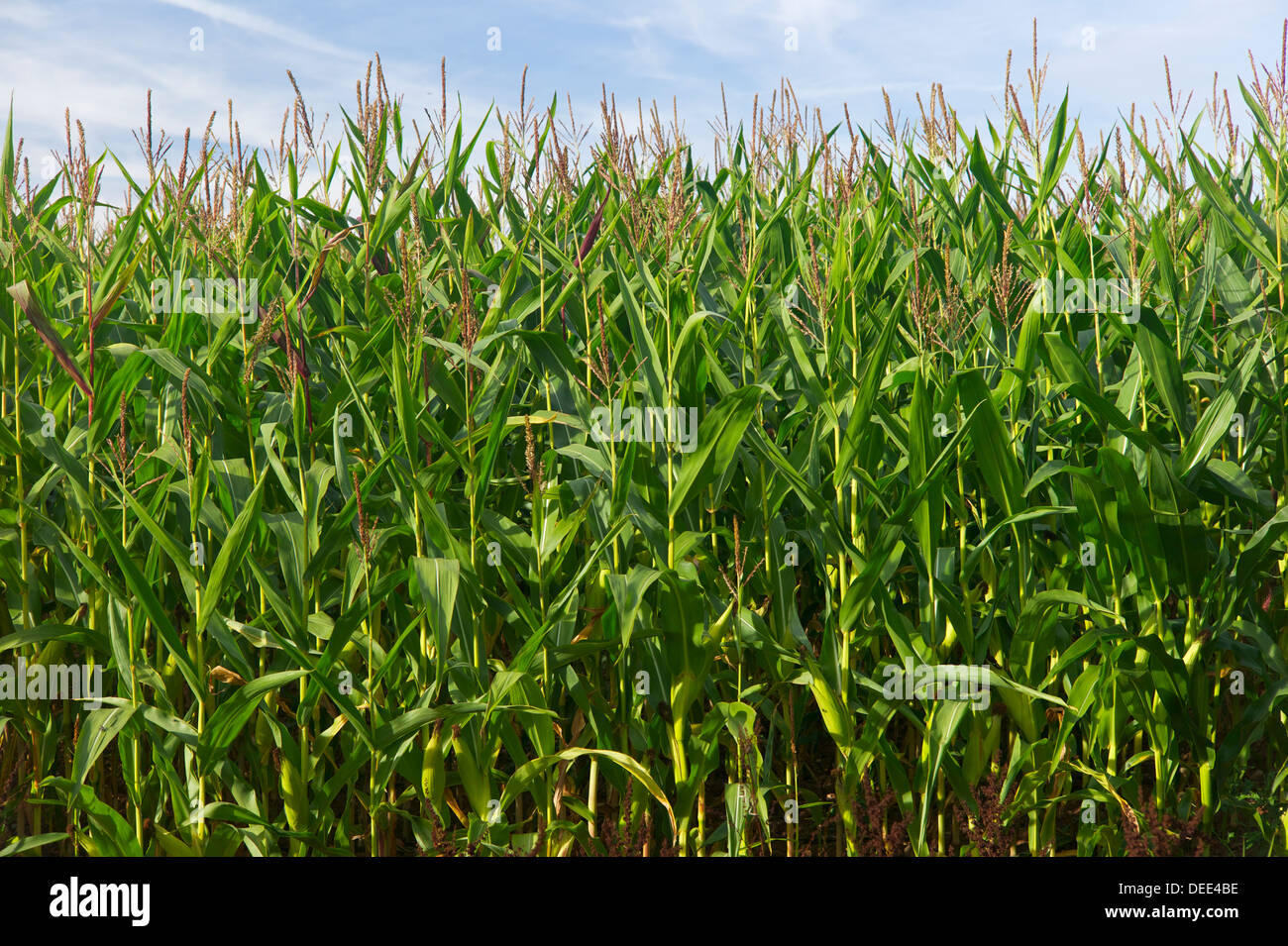Maize growing, UK Stock Photo Alamy
