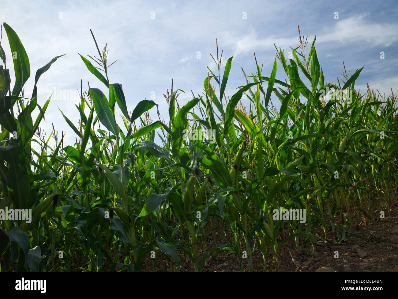 Maize growing, UK Stock Photo Alamy