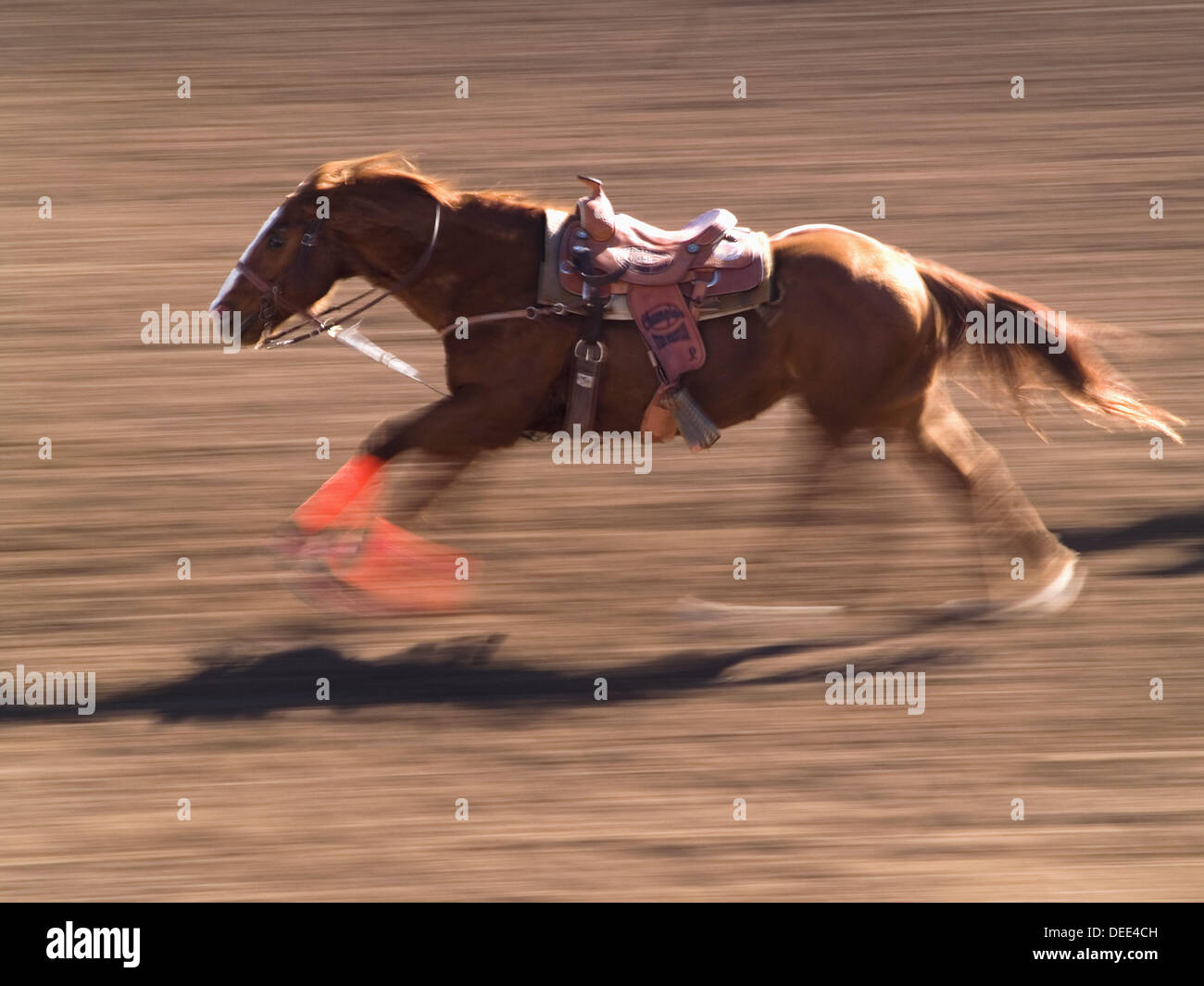 Horse without rider in rodeo event. Tucson, Arizona, USA Stock Photo