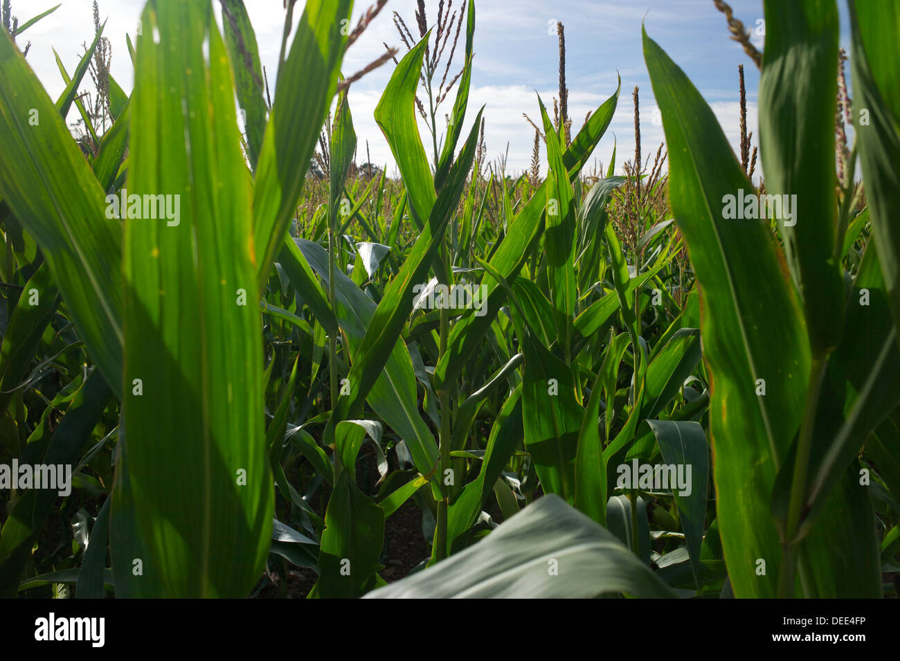 Maize growing, UK Stock Photo Alamy