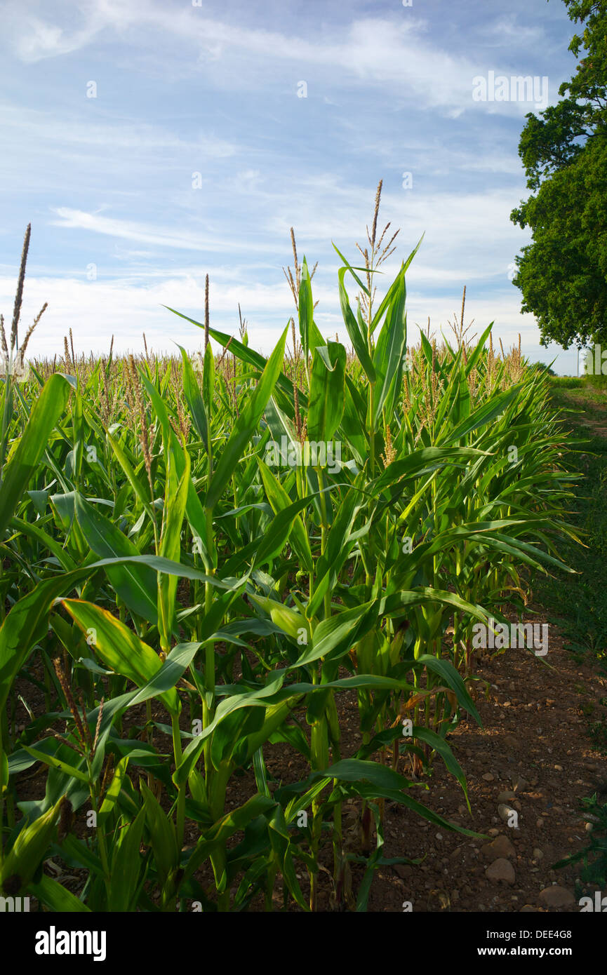 Maize growing, UK Stock Photo Alamy