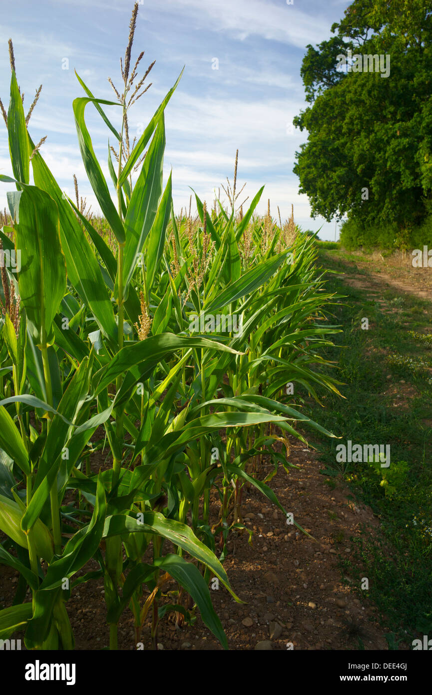 Maize growing, UK Stock Photo Alamy