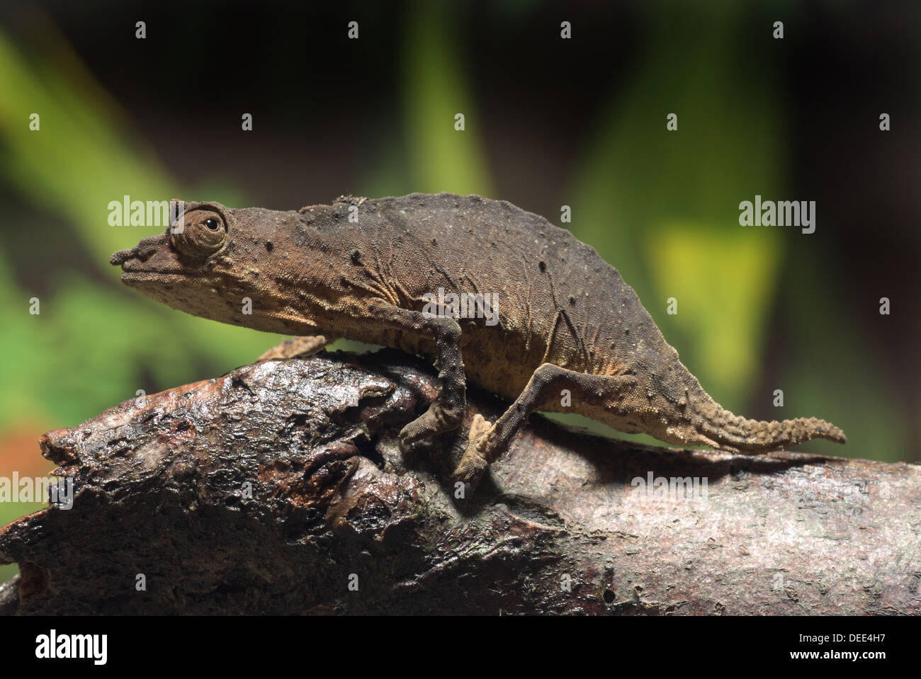 Spectral Pygmy Chameleon, Rhampholeon spectrum Stock Photo