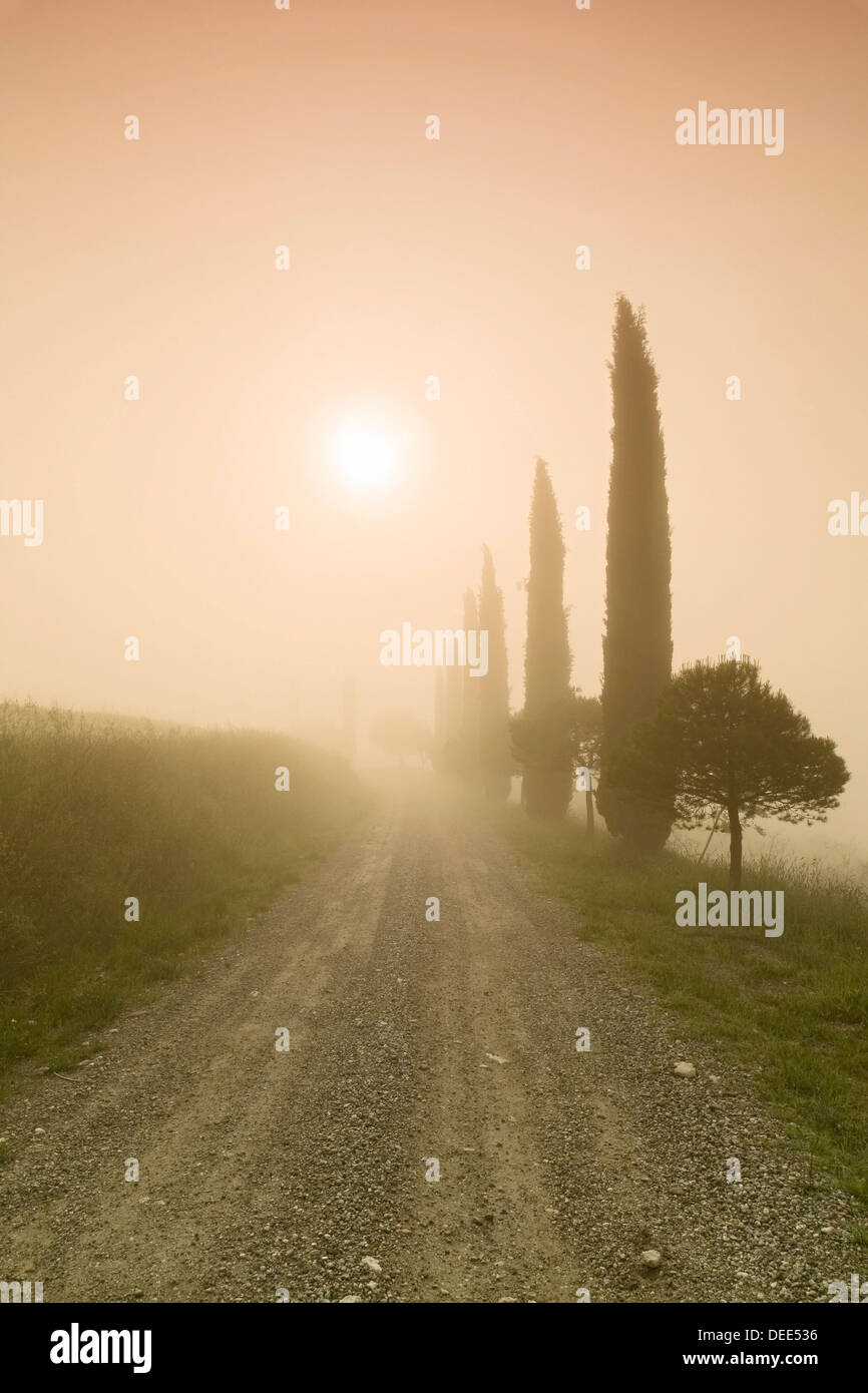 Cypress alley in the fog at sunrise, Val d'Orcia, UNESCO World Heritage Site, Tuscany, Italy, Europe Stock Photo